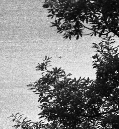 The Bassenthwaite Eachy